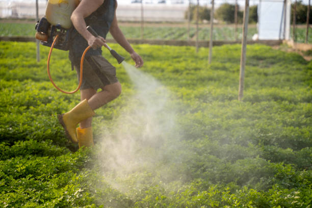 Pest Prevention Services in St Augustine Beach, FL