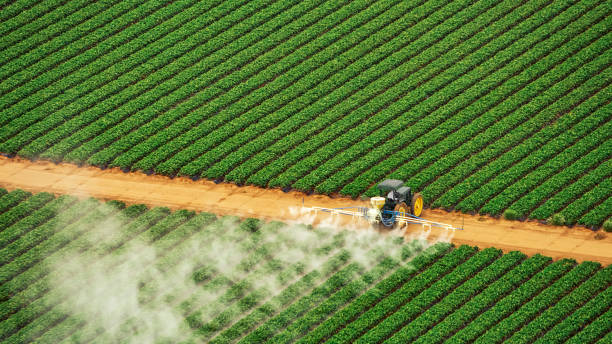 Professional Pest Control in St Augustine Beach, FL