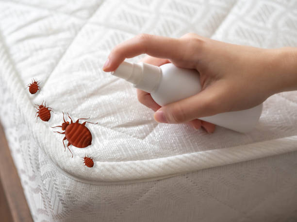 Best Pest Control Near Me  in St Augustine Beach, FL
