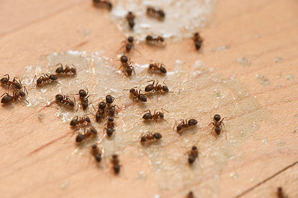 Best Mosquito Control Services  in St Augustine Beach, FL