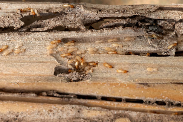 Best Residential Pest Control  in St Augustine Beach, FL