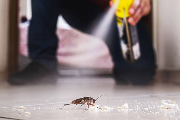 Best Rodent Control Near Me  in St Augustine Beach, FL