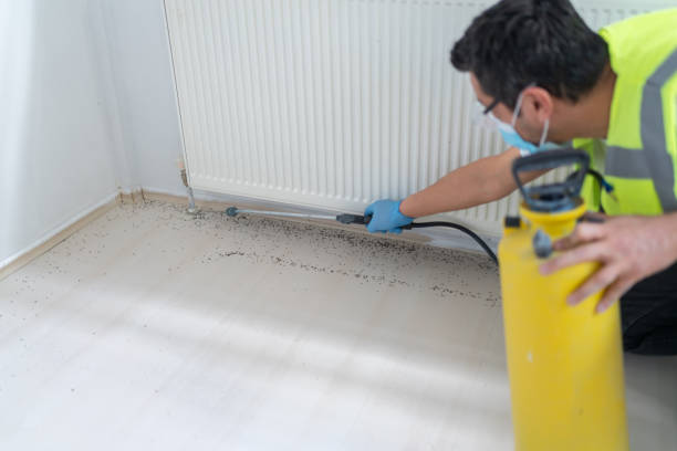 Wasp Removal Services in St Augustine Beach, FL
